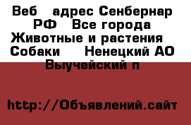 Веб – адрес Сенбернар.РФ - Все города Животные и растения » Собаки   . Ненецкий АО,Выучейский п.